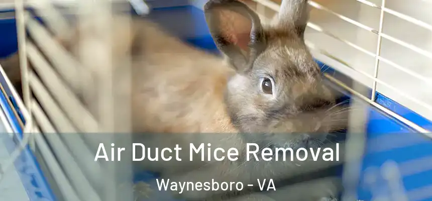 Air Duct Mice Removal Waynesboro - VA